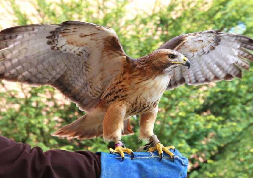 Vivenciando a Magia da Escola de Falcoaria em Monte Verde